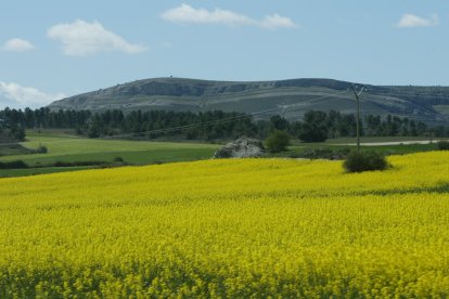 Campo de colza en la provincia. HDS