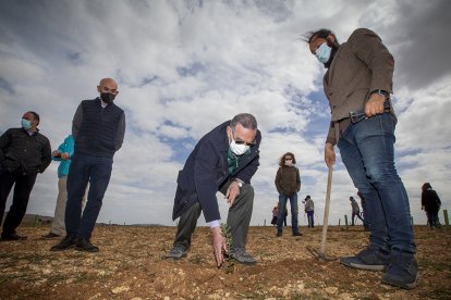 Plantación de encina micorrizadas en la finca de Villabuena - MARIO TEJEDOR