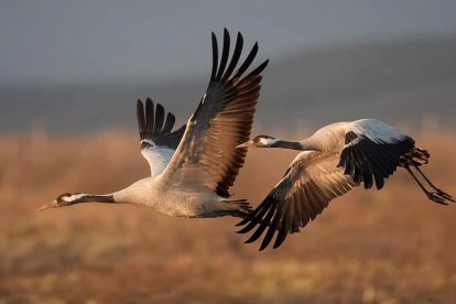 Grulla volando-V. G.