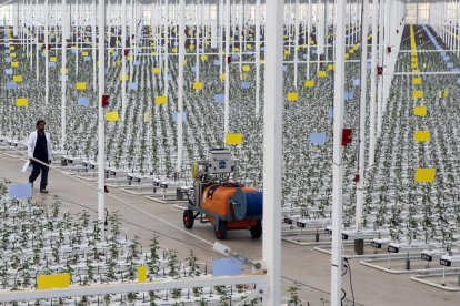 Instalaciones de Aleia Roses en el término de Garray.-MARIO TEJEDOR