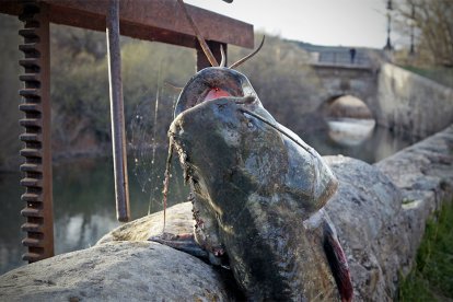 Siluro extraído del río Duero. HDS