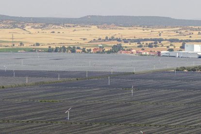 Plantaciones de Nufri en La Rasa.-HDS