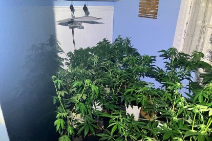 Plantas en el interior de la vivienda de Villálvaro.-HDS