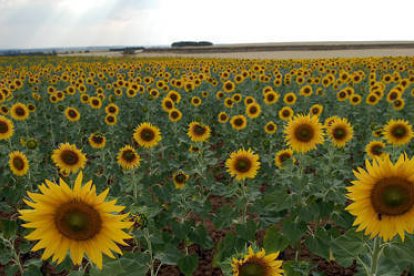 La producción de girasol ha aumentado durante 2010 ya que los gastos son bastante inferiores al no necesitar fertilizantes. / FERNANDO SANTIAGO-