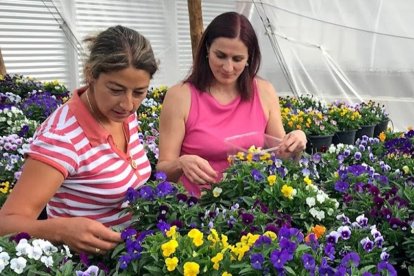 Elena, trabajadora del invernadero de Borobia, y Laura Carrera escogen los ‘bocados’. | HDS