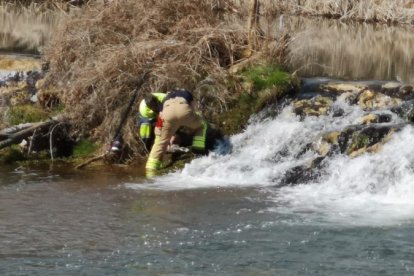 Los bomberos intentan reanimar al corzo tras rescatarlo del agua en la presa del Museo del Agua en el Soto Playa. HDS