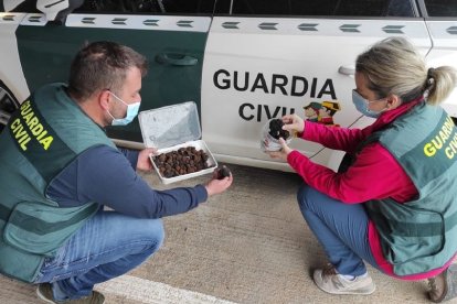 Guardias civiles con parte de las trufas recuperadas.