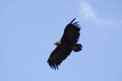 Imagen de buitre negro sobrevolando.-ICAL