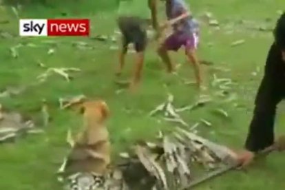 Unos niños liberan a un perro atrapado por una serpiente.-