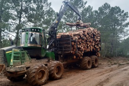 Recogida de madera en el monte.-ICAL