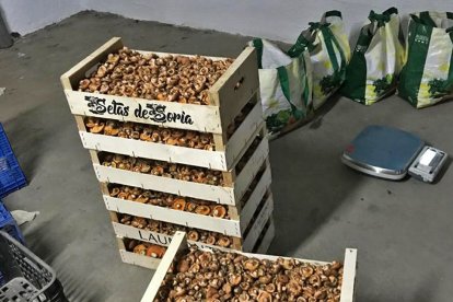 Hasta la fecha se han intervenido 292 kilos de boletus y níscalos. M.T.