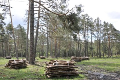 Fardos de madera atada en un monte de la provincia.-VALENTÍN GUISANDE