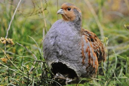 Perdiz pardilla-V. GUISANDE