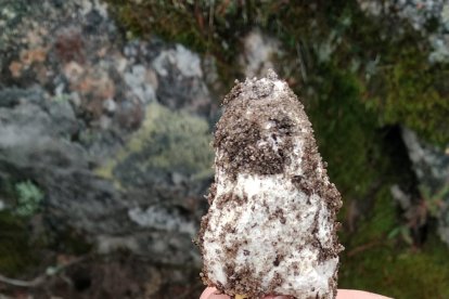 Un recolector soriano sujeta un canónico ejemplar de Amanita Cesárea la pasada semana. TOÑO CARRILLO