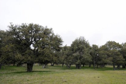 Sabinar de Calatañazor, cuya especie dominante es ‘pariente cercana’ de la sabina rastrera.-VALENTÍN GUISANDE