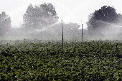 Campos de regadío en Almazán