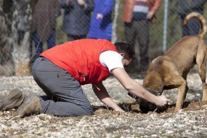 Un perro intenta buscar una trufa.-DIEGO MAYOR