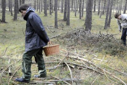 Dos jóvenes buscando setas el pasado otoño en Pinar Grande. / ÁLVARO MARTÍNEZ-