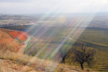 Fincas de cultivo en Valverde de Ágreda.- MARIO TEJEDOR