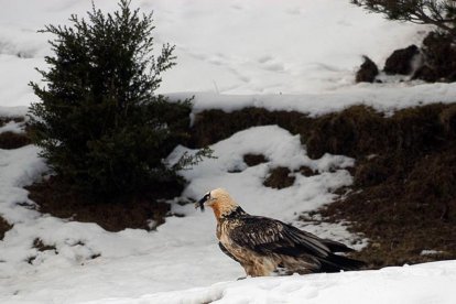 Un ejemplar de quebrantahuesos en los Picos de Europa.-