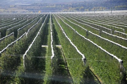 Las instalaciones de Nufri (plantación y fábrica) en La Rasa, entre El Burgo de Osma y San Esteban.-v. guisande