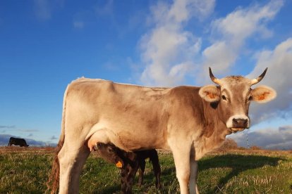 El promotor de Granja Zael aboga por las razas rústicas y de pequeño formato. En su caso, trabaja con Casinas y un semental de raza Angus | GRANJA ZAEL