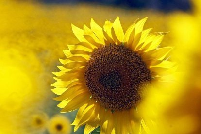 El girasol ocupa en la región casi 279.000 hectáreas.-HDS