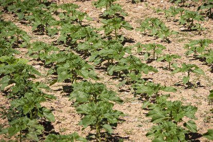 Girasoles en sus primeras etapas de crecimiento.