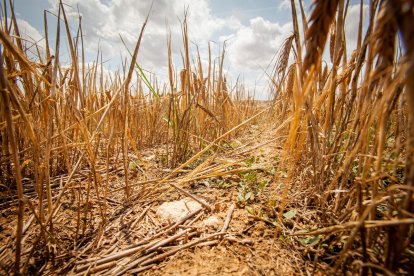 Valoración de la parcela de cultivo siniestrada por la sequía