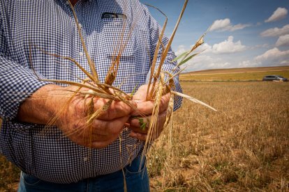 Valoración de la parcela de cultivo siniestrada por la sequía