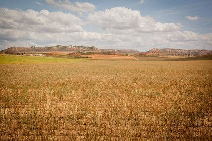 Valoración de la parcela de cultivo siniestrada por la sequía