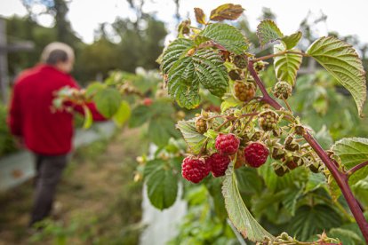 La plantación de frutos rojos se encuentra en El Royo.