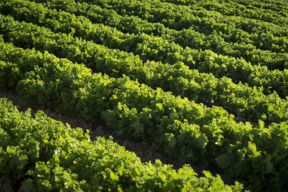 Campos de lechugas en Olmillos