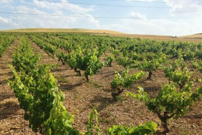 Viñedo de Señorío de Aldea, ubicado en Aldea de San Esteban.