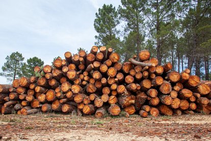 Aprovechamiento de madera en un monte de la provincia.