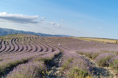 Campos de lavanda en Soria.