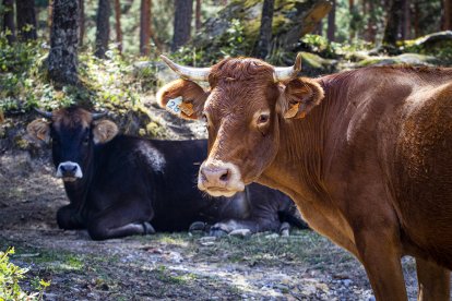 Vacas en ganadería extensiva.