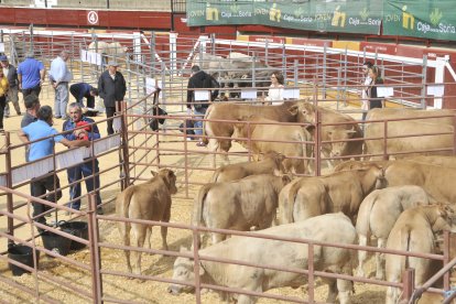 Imagen de una feria ganadera en la plaza de toros.