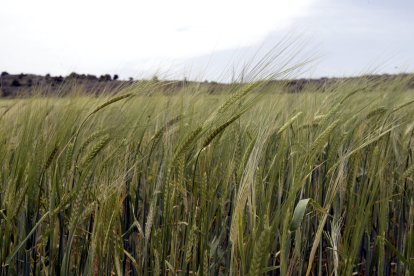 Campo de cereal en la provincia de Soria.