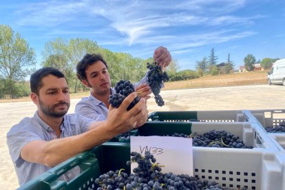 Los hielos de la primavera han dejado la producción en un 15%