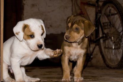 Dos cachorros de perro.