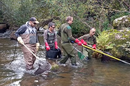 Muestreo de truchas para conocer el estado y cantidad en los ríos de Soria.