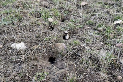 Plaga de topillos en una imagen de archivo en un campo de Soria.