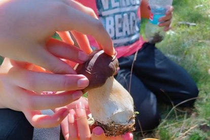 Cogiendo boletus en un monte de Soria.