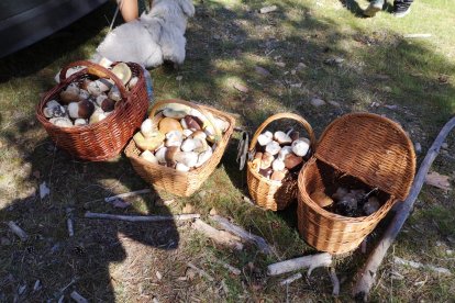 Cestas llenas de boletus y setas en un monte de Soria.