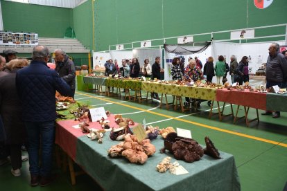 Navaleno se convierte estos días en la capital del reino fungi