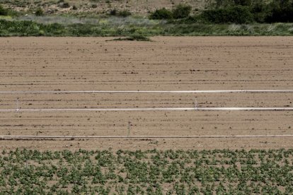 Finca agrícola en la zona del Moncayo.