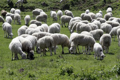 Ovejas pastando en un campo de Soria.