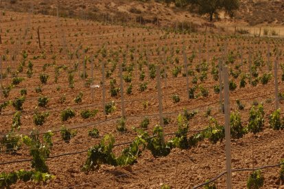 Viñedo en Atauta.