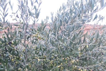 Olivos de Montuenga todavía sin cosechar